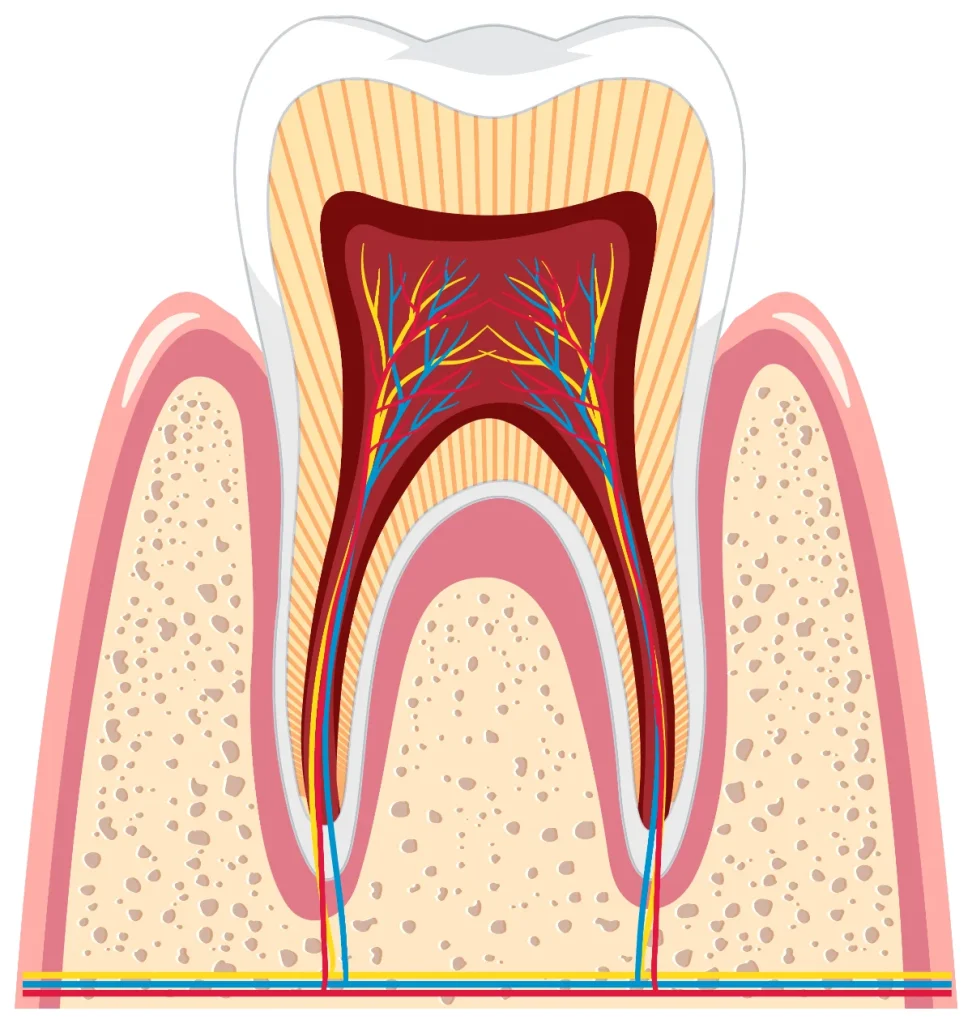 is pulp part of a tooth